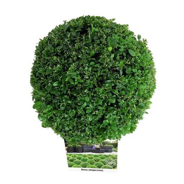 Buxus sempervirens