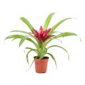 Guzmania 'Intro'