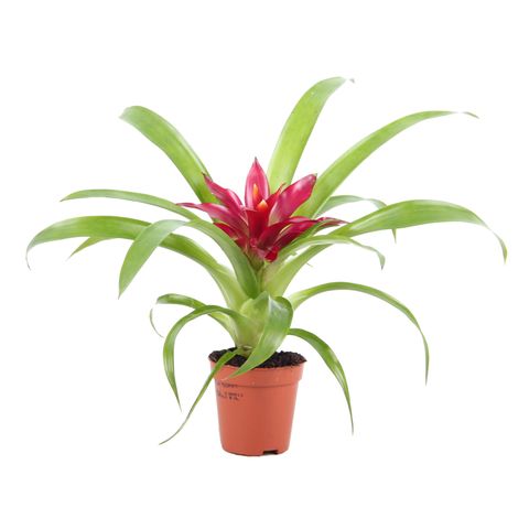 Guzmania 'Intro'