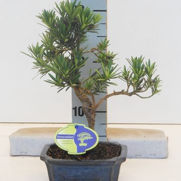 Podocarpus chinensis