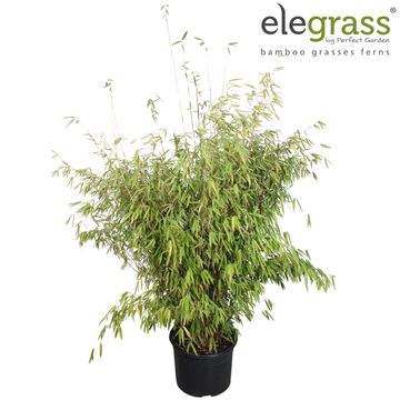 Fargesia 'Obelisk'