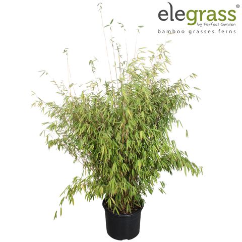 Fargesia 'Obelisk'