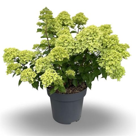 Hydrangea paniculata LITTLE LIME