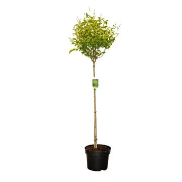Ligustrum ovalifolium 'Aureum'