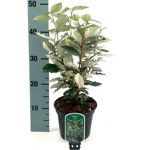 Elaeagnus x ebbingei 'Compacta'
