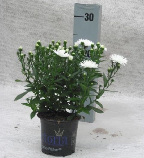 Aster 'Victoria Diana'