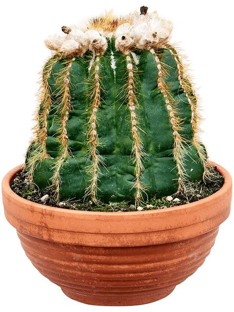 Notocactus warasii