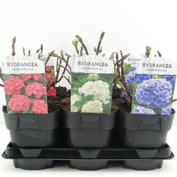 Hydrangea macrophylla MIX