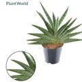 Sansevieria 'Helios'