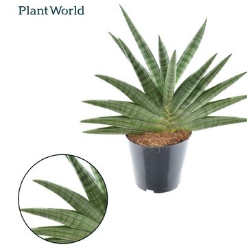 Sansevieria 'Helios'