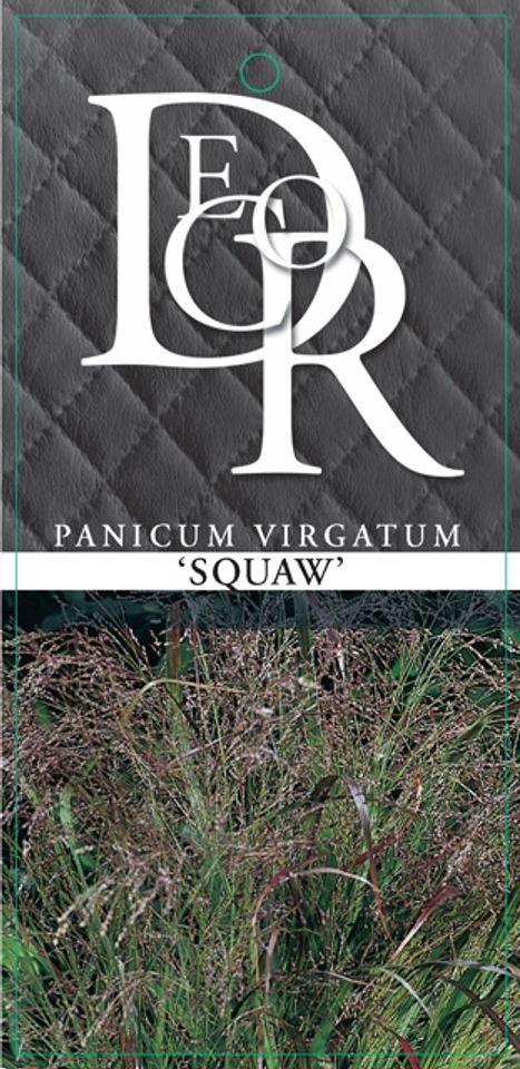 Panicum virgatum 'Squaw'