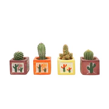 Cactus MIX