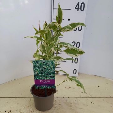 Cornus alba 'Elegantissima'