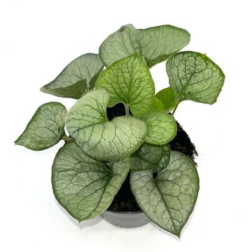 Brunnera macrophylla 'Looking Glass'