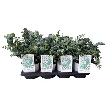 Eucalyptus pulverulenta 'Baby Blue'