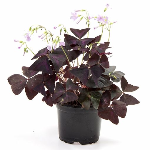 Oxalis triangularis — Plant Wholesale FlorAccess