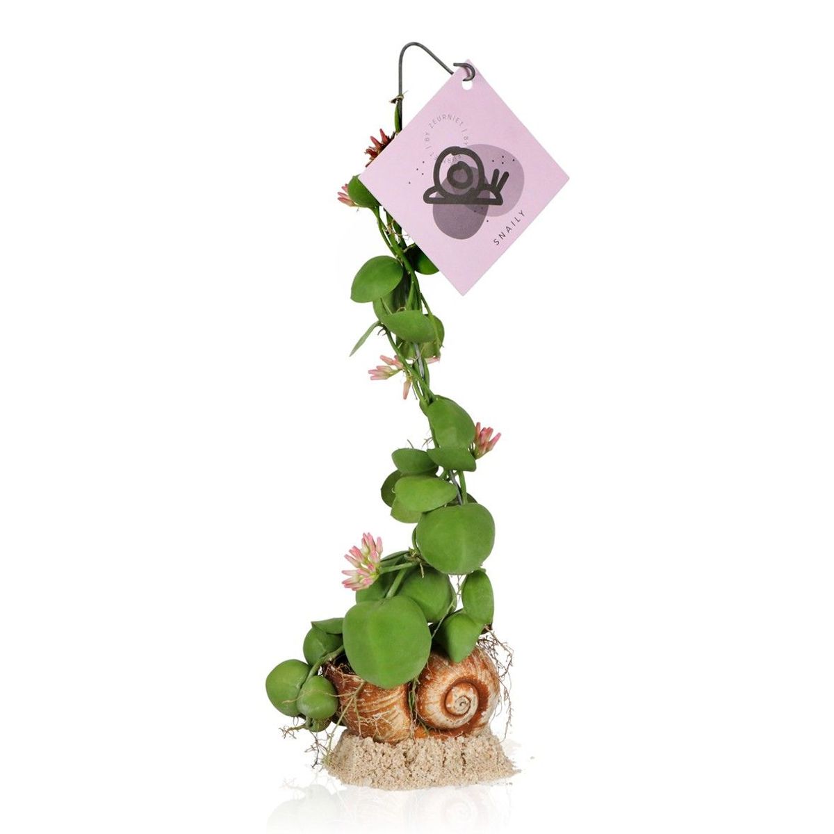 Snaily - la plante à coquille d'escargot - dischidia pectenoides