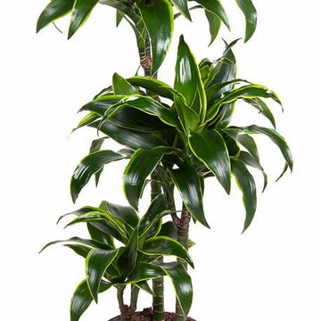 Dracaena fragrans 'Dorado'