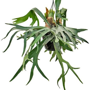 Platycerium bifurcatum