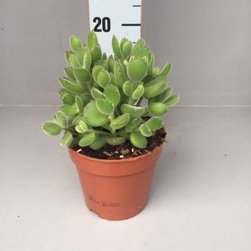 Cotyledon ladismithiensis
