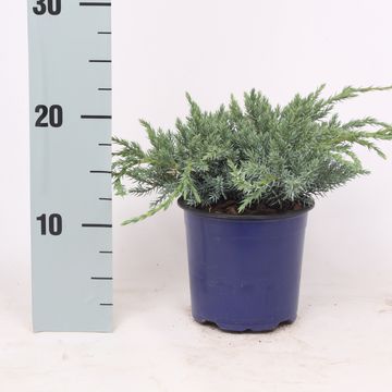 Juniperus squamata 'Blue Carpet'