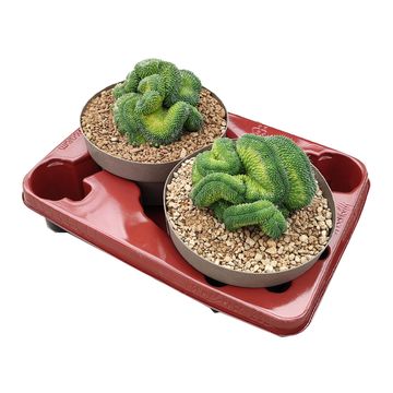 Mammillaria spinosissima 'Un Pico Cristata'