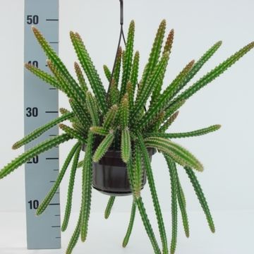 Aporocactus x mallisonii