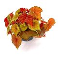 Begonia BELEAF AMBER LOVE