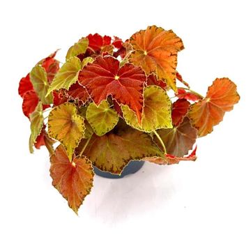 Begonia BELEAF AMBER LOVE