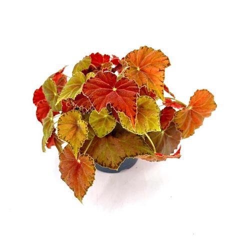 Begonia BELEAF AMBER LOVE