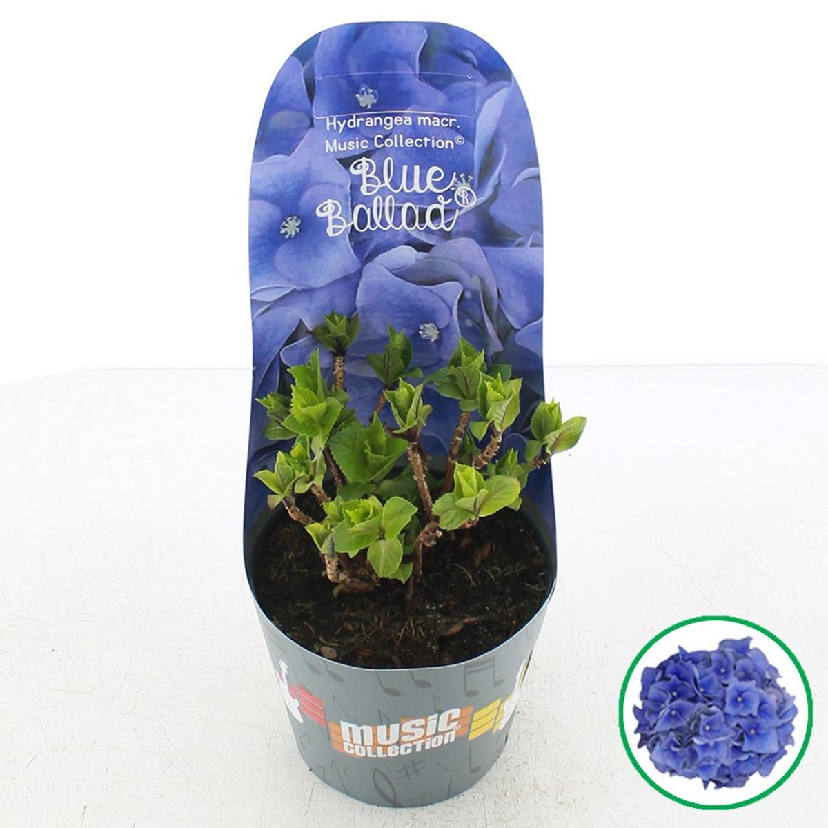 Hydrangea macrophylla MUSIC COLLECTION BLUE BALLAD — Plant