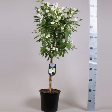 Solanum rantonnetii MIX