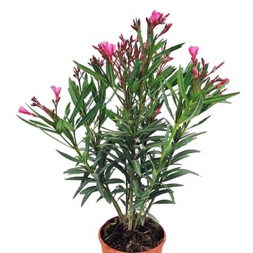 Nerium oleander
