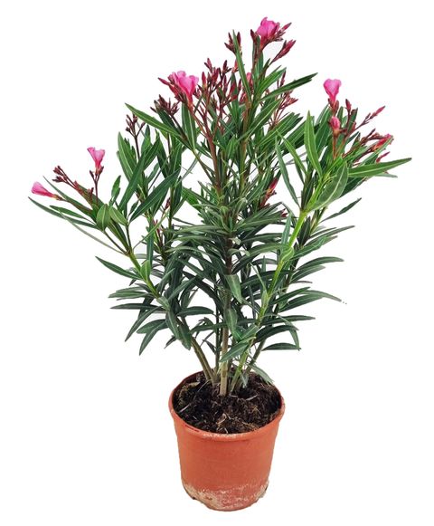 Nerium oleander
