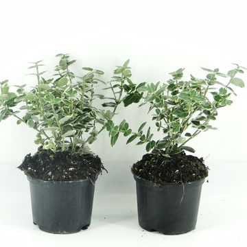 Euonymus fortunei 'Emerald Gaiety'