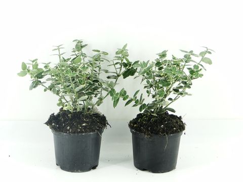 Euonymus fortunei 'Emerald Gaiety'