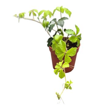 Parthenocissus striata