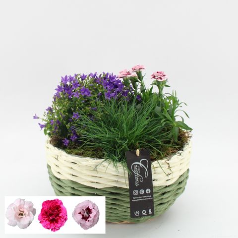 Arrangement Campanula