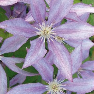 Clematis 'Dorothy Walton' (LL)