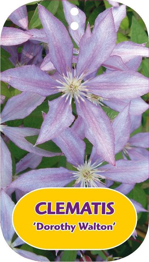 Clematis 'Дороти Валтон' (LL)