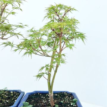 Acer palmatum 'Seiryu'