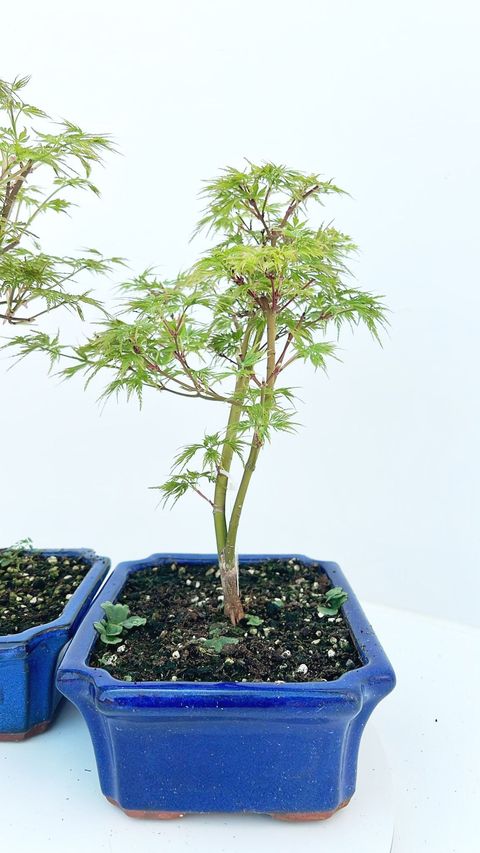 Acer palmatum 'Seiryu'
