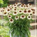 Echinacea SOMBRERO SPECIAL WHITE PURPLE
