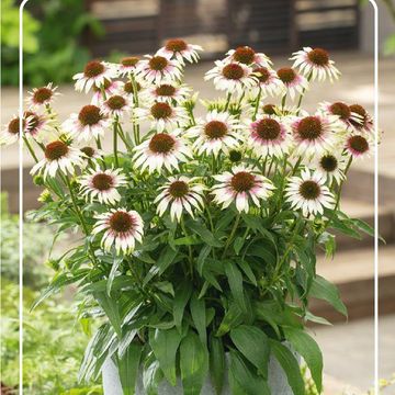Echinacea SOMBRERO SPECIAL WHITE PURPLE