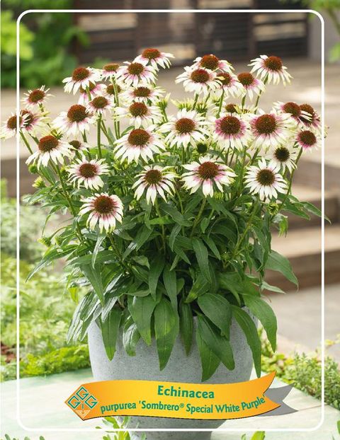Echinacea SOMBRERO SPECIAL WHITE PURPLE