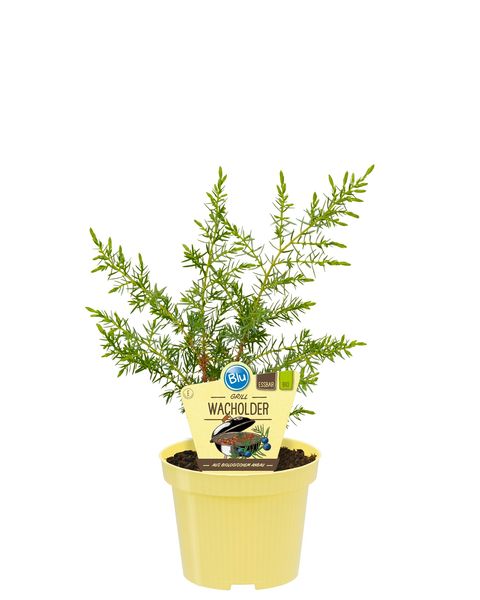 Juniperus communis 'Meyer'