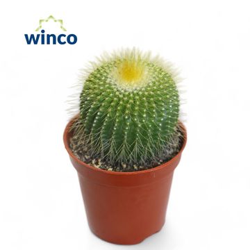 Notocactus leninghausii inermis