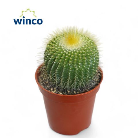 Notocactus leninghausii inermis