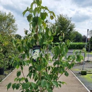 Cornus kousa 'Schmetterling'