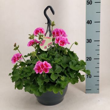 Pelargonium MARCADA PINK PURPLE EYE